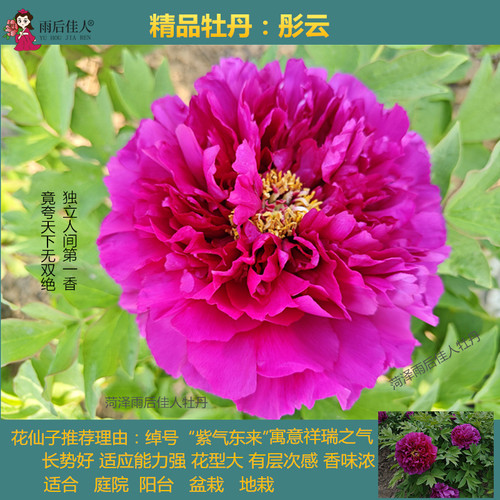玫瑰红菏泽庭院大苗阳台盆栽
