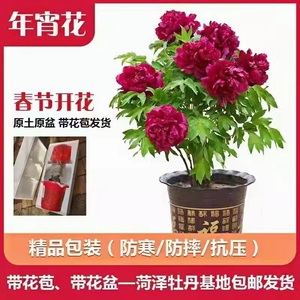 雨后佳人年宵花催花室内牡丹