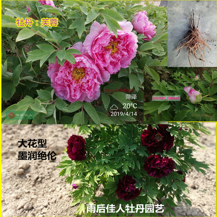 牡丹芙蓉阳台雨后佳人
