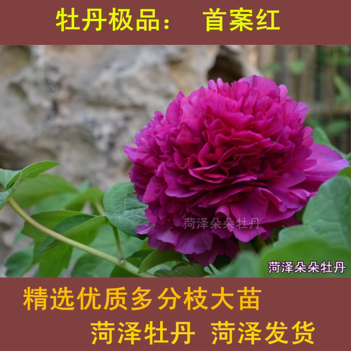 菏泽盆栽地栽多分枝红牡丹包邮