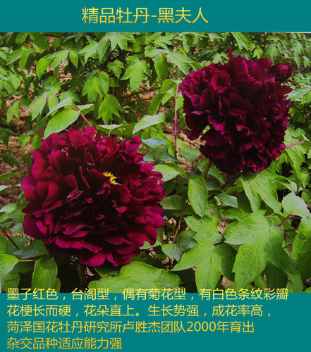 金妞皇嘉门黑花魁黑色牡丹