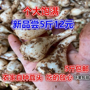 藠头新鲜现挖藠头江西荞头农家乡下老人自种茭头教头5斤特产泡菜