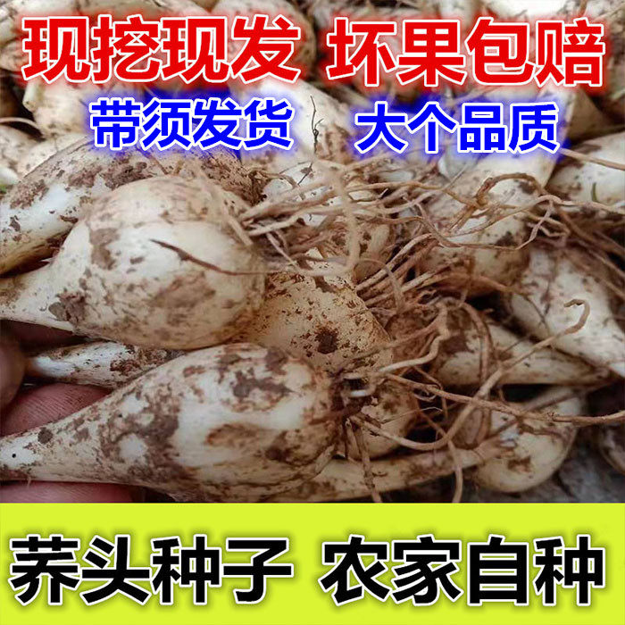 新鲜荞头藠头农家自种带须教头种子茭头叫头现挖现发5斤时令蔬菜