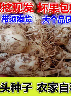 新鲜荞头农家自种带须5斤茭白