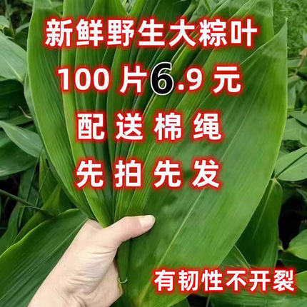 新鲜粽子叶精选大号野生粽叶现摘箬叶大宽叶100片家用商用江西端