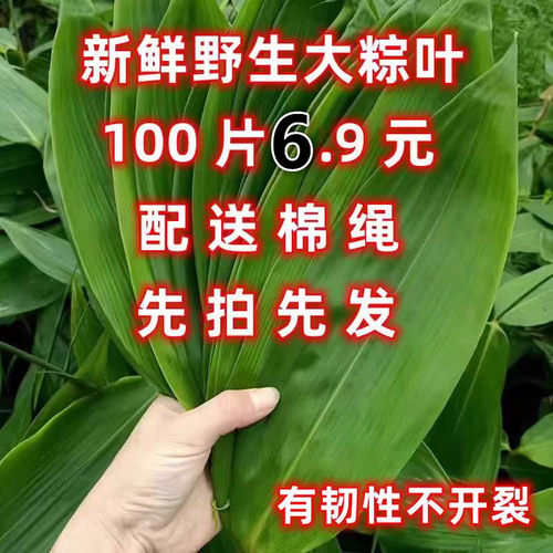 新鲜粽子叶精选大号野生粽叶现摘箬叶大宽叶新手学100片家用江西