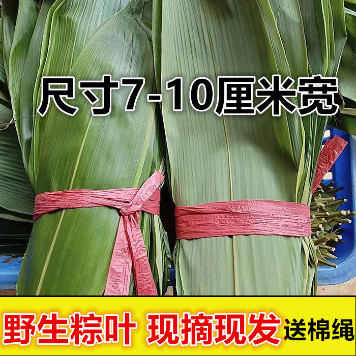粽子叶新鲜野生100片免真空天然