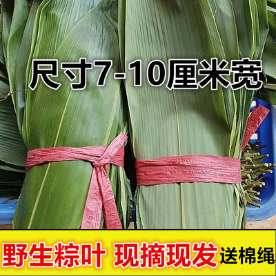 粽子叶新鲜野生100片免真空天然