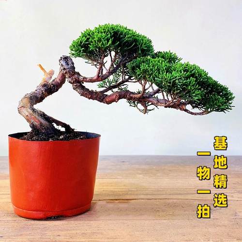 一物一拍盆景宫阪系鱼川云栖园