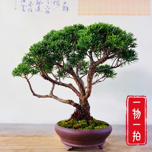云栖园一物一拍阳台室内盆景植物