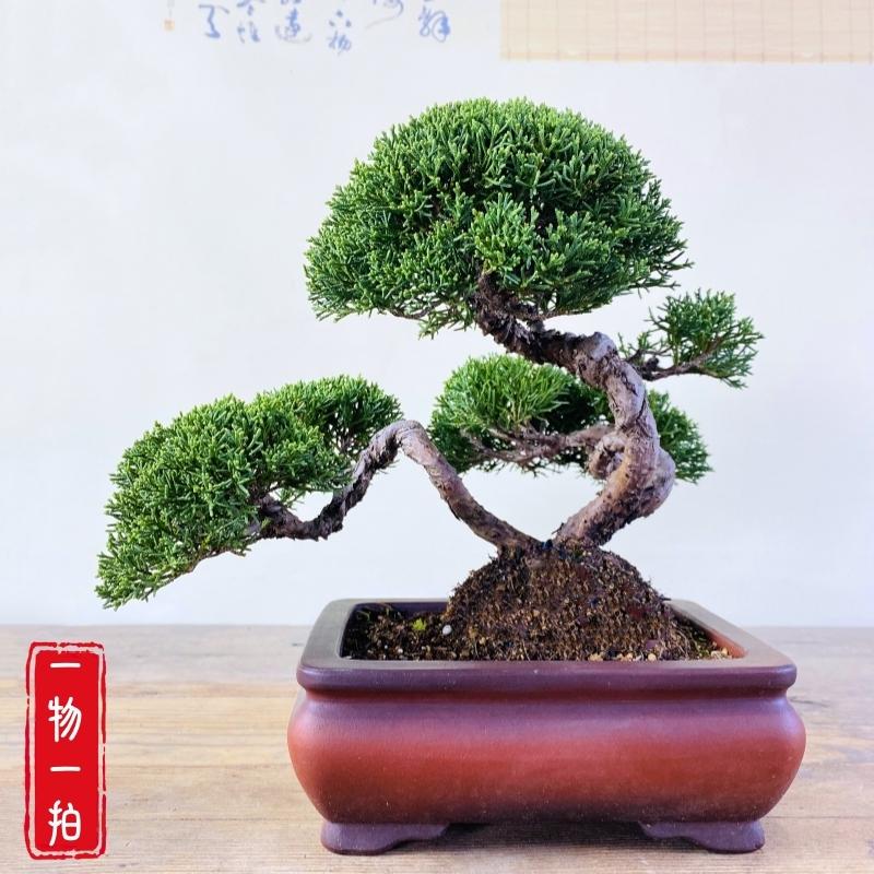 一物一拍日本济州真柏小品盆景