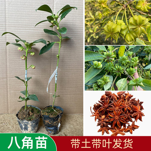 八角树苗高产八角树广西嫁接树苗
