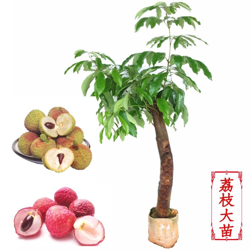 荔枝树苗高压圈枝树桩桂味妃子笑当年结果大树苗盆栽地栽当年结果