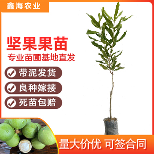 夏威夷果树苗嫁接特大澳洲坚果树桂热一坚果树果树苗四季南方种植