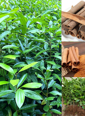 肉桂树苗 正宗广西桂皮苗名贵药材食用调味大料小苗带叶带泥发货