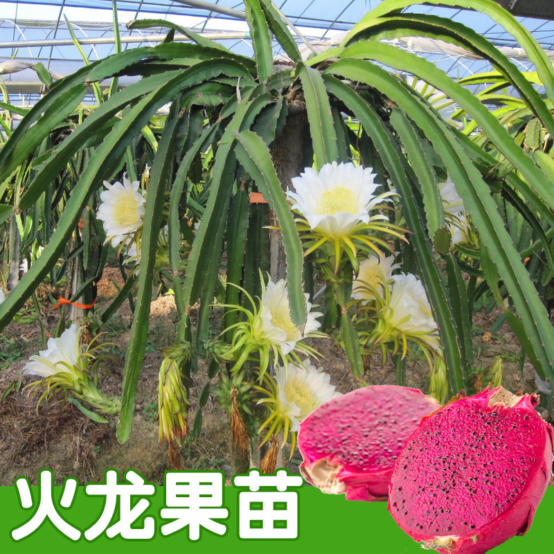 广西火龙果苗 四季红心白肉无刺黄龙果火龙果苗盆栽地栽四季种植