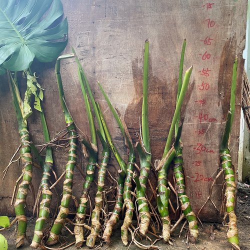 龟背竹老桩大型培土室内客厅植物