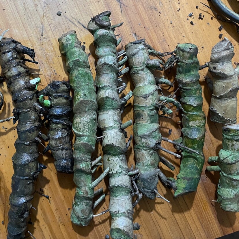 老桩龟背竹水培客厅盆栽净化空气吸甲醛新房卧室观叶室内绿植