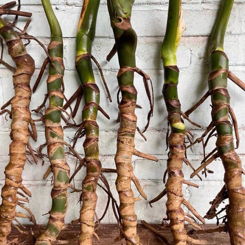 老桩龟背竹盆栽室内好养客厅北欧风净化空气观叶水培植物大叶开背