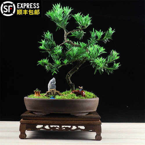 雀舌造型客厅小叶老桩植物