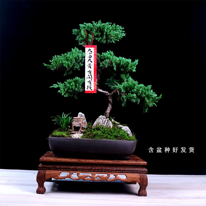 五层塔松盆栽造型盆景植物茶室办公室桌面绿植祝寿乔迁新居送礼物,鲜花速递/花卉仿真/绿植园艺,绿植,淘宝优惠券,粉丝福利购,淘宝优惠卷