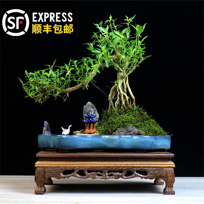 六月雪盆景盆栽提根造型植物老桩造型盆景