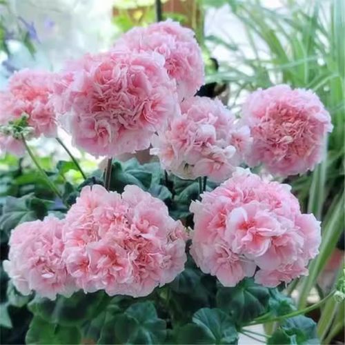 进口大花天竺葵花苗重瓣花卉庭院阳台四季开花不断盆栽带花苞发货