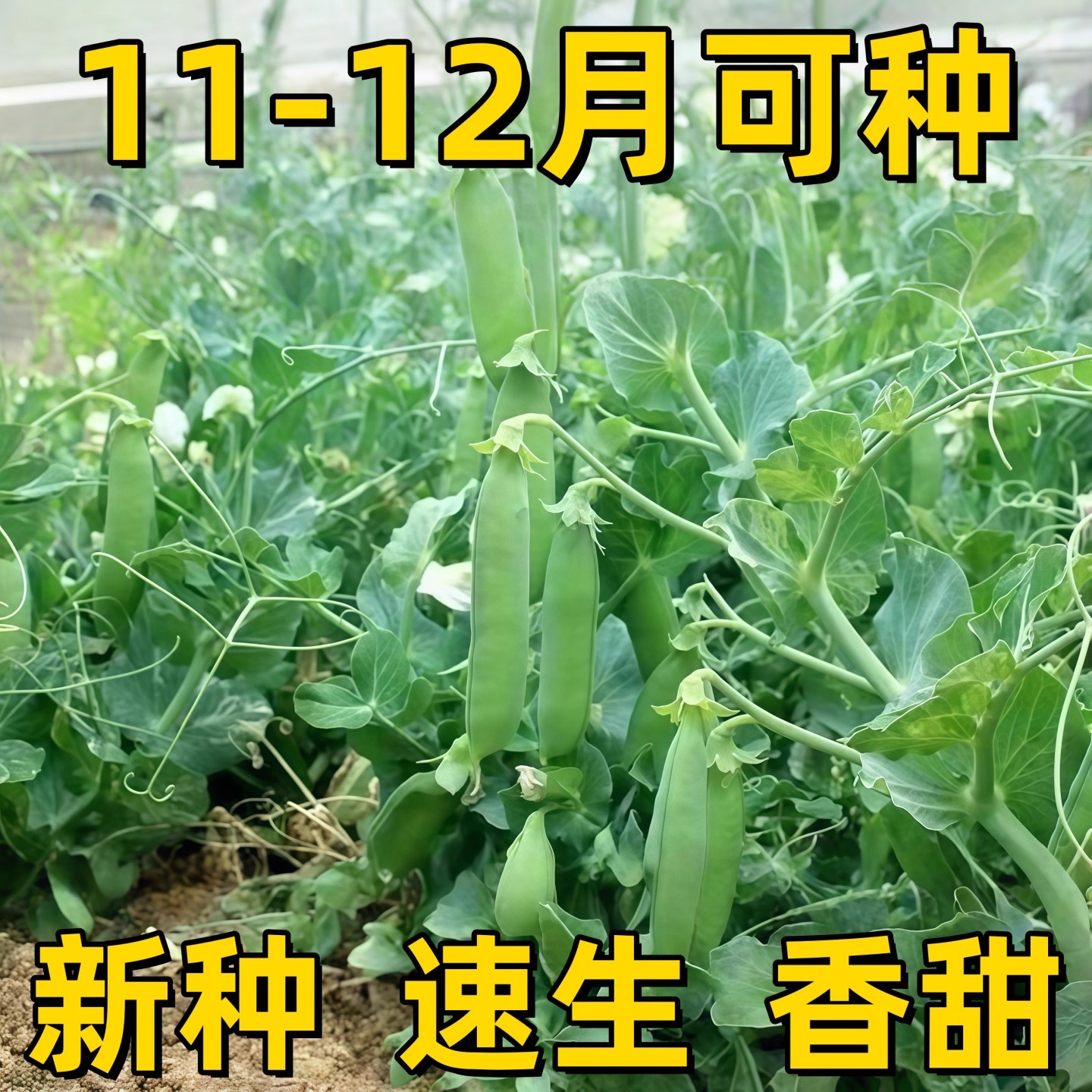 脆甜荷兰豆菜碗豆双夹高产耐寒植物自种四季种植田园菜园易种菜豆