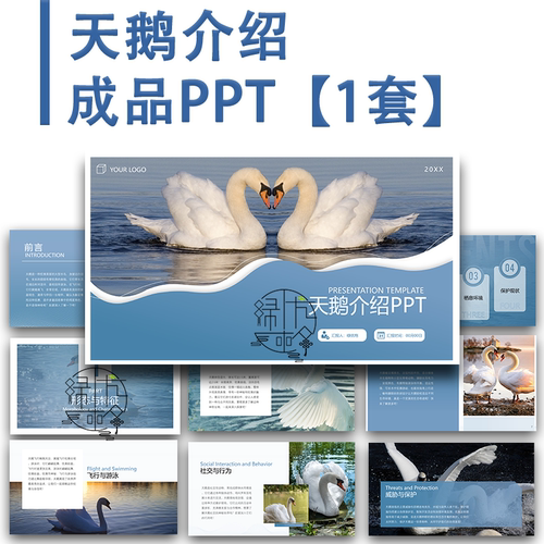 天鹅介绍PPT中小学生认识天鹅 鸟类动物科普班会教学PPT生物课件