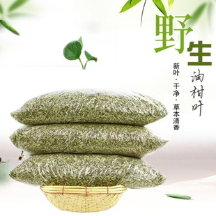 野生散装油柑叶枕头填充物当季新鲜牛柑果叶夏凉余柑子叶枕芯填塞