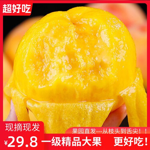 新鲜采摘砀山黄桃10斤当季新鲜大蜜桃甜脆孕妇农家时令水果整箱5