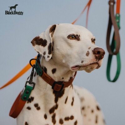 blackdoggy狗狗项圈复古牵引绳