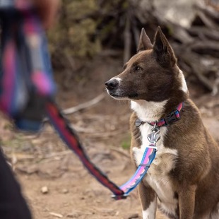 23新款 拉夫威尔克拉格EX狗狗牵引绳项圈ruffwear大小型犬牵狗绳