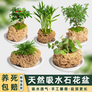 天然吸水石上水石花盆微景观赏多肉文竹原石附石菖蒲专用石槽花盆