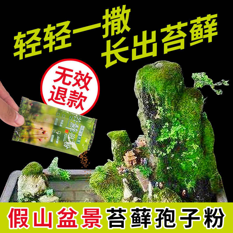 苔藓孢子粉上水石假山吸水石盆景四季鲜活的植物盆栽造景青苔种子,鲜花速递/花卉仿真/绿植园艺,苔藓微景观,淘宝优惠券,粉丝福利购,淘宝优惠卷