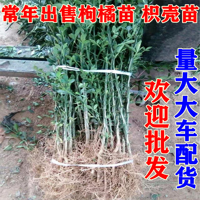 枳壳枸橘苗庭院嫁接植物