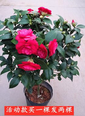 五色赤丹香妃山茶花树苗盆栽带花苞带土花卉植物好养好养易活浓香
