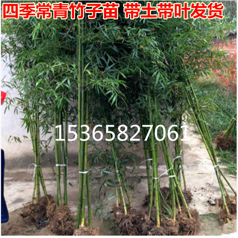 竹子苗庭院佛肚竹四季常青包邮