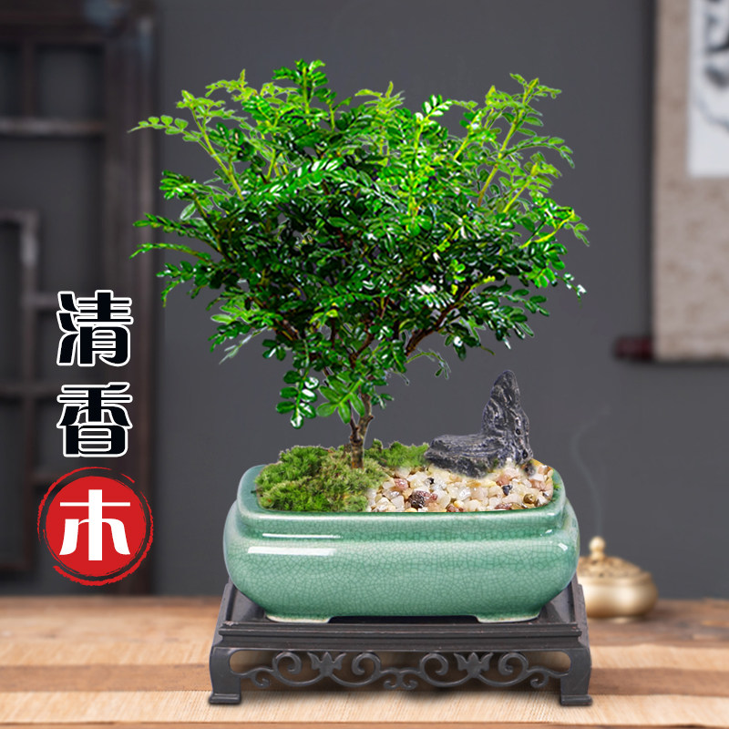 清香胡椒木盆栽客厅室内办公室绿植盆景好养庭院植物精致美观绿色
