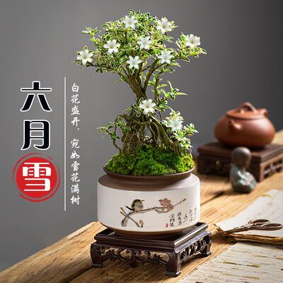 金边提根六月雪盆景花卉绿植悬崖微造型迷你植物老桩盆栽桌面茶桌