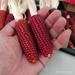 抖音网红文玩小玉米文玩天然风水手把件小包米小棒子招财挂件多福