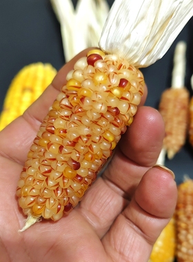 26年小墩墩菩提血丝小玉米观赏网红宝石小玉米玛瑙红小玉文玩玉米