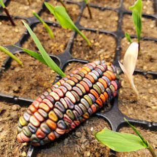文玩宝石血丝玉米七彩琉璃玉米子秘鲁玉米观赏玉米种冰霜夫人混色