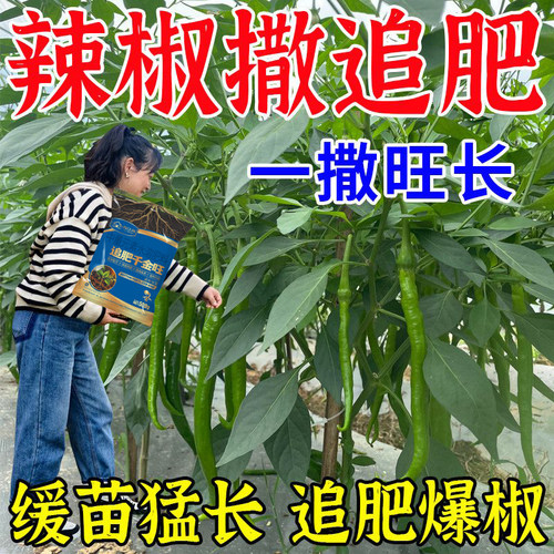 辣椒追肥宝生根壮苗保花保果