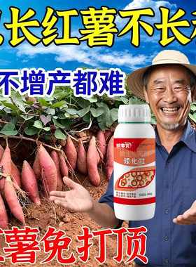 【红薯不打顶】红薯控旺药红薯矮化灵控旺只长红薯不长叶提高产量