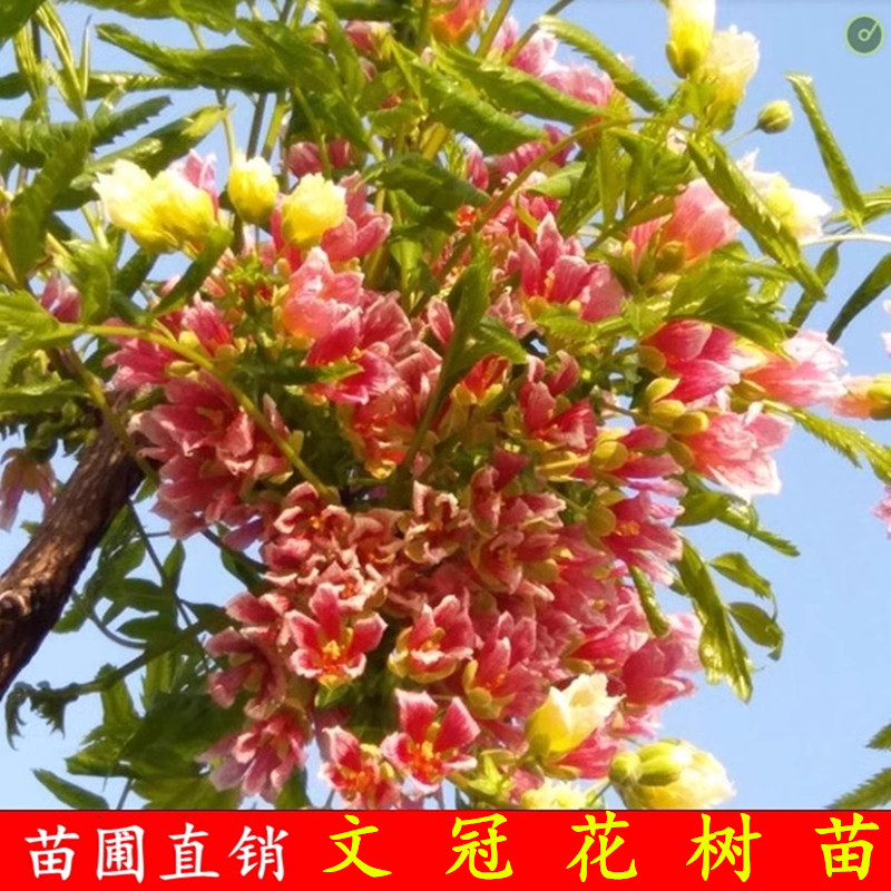 南方种植盆栽文冠花树苗阳台老庄