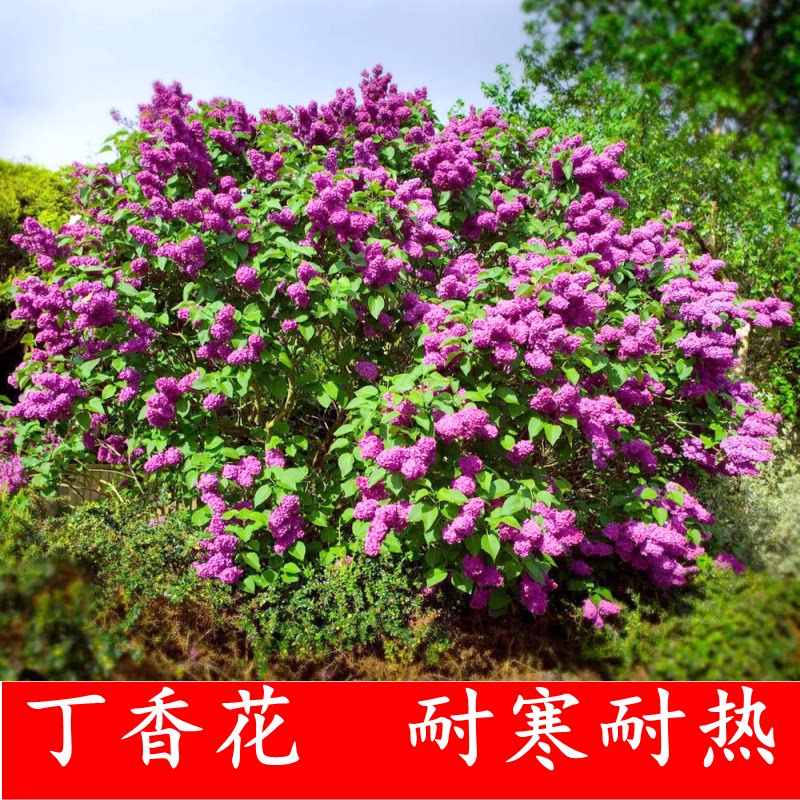 丁香花树苗浓香花苗花卉植物耐寒庭院四季室外别墅白紫丁香花盆栽