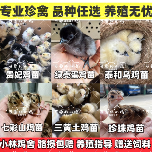 小鸡仔活的芦花鸡贵妃鸡五黑鸡土鸡三黄鸡珍珠鸡七彩山鸡白凤乌鸡