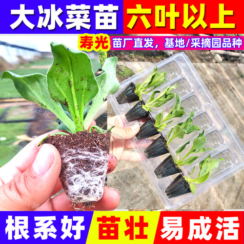 特色盆栽大叶水晶冰菜苗