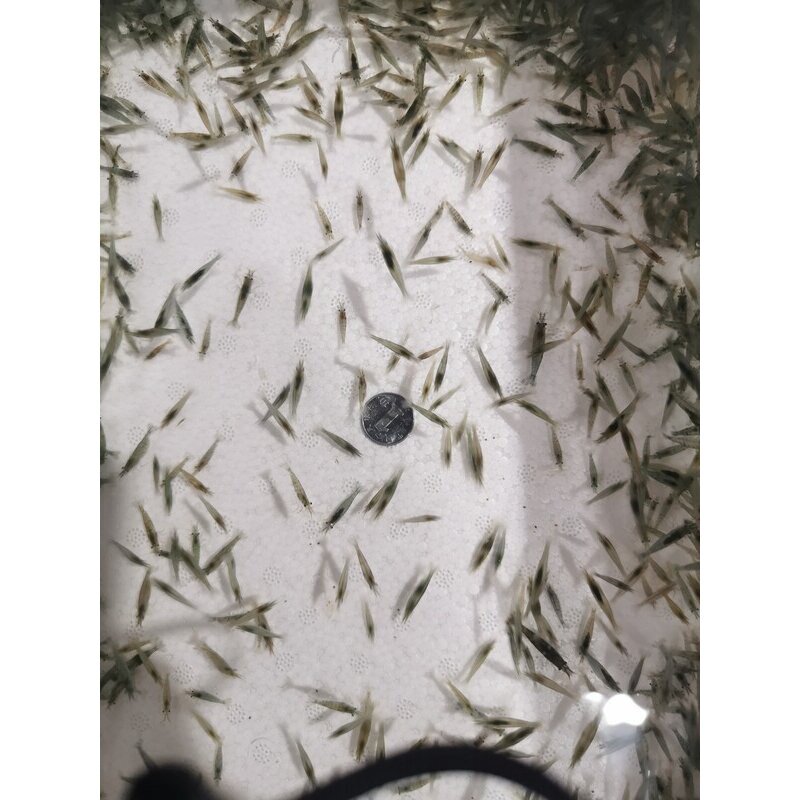 黑壳虾活体除藻虾清洁虾水草鱼缸乌龟爬宠饵料虾粮包活大号虾包邮